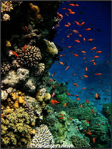 Red - in sense "beautiful". My underwater photo began wit... by Sergey Lisitsyn 